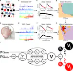 New paper: Mechanisms underlying pathological cortical bursts during metabolic depletion